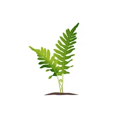 Photo sur Plexiglas Monstera green fern plant with leaves illustration for your design template. 