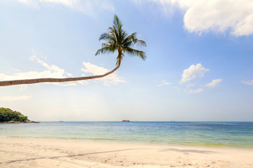 Tropical Paradise Landscape With Palm Tree and Beach