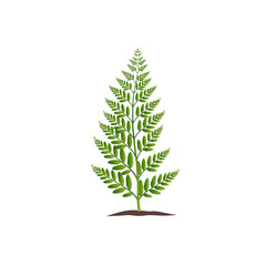 green fern plant with leaves illustration for your design template.
