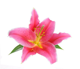 pink lily flower i