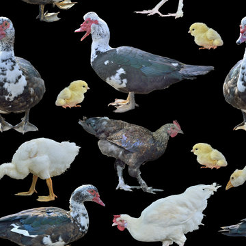 Farm birds, seamless pattern.