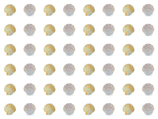 Shells of scallop, seamless pattern.