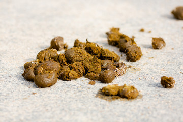 horse dung On the road