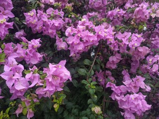 Close up on bright pinkish purple  bougainvillea flowers 