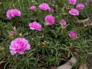 Close up on pink Moss Rose flowers and thing green leaves (Portulaca Grandiflora)