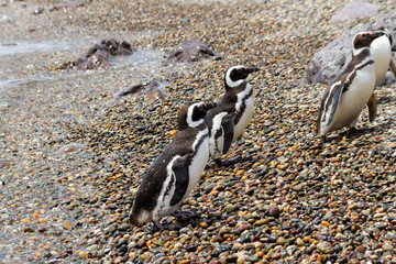 Magellanic penguins resting and walking