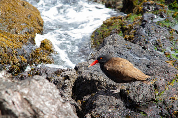 Black oystercatcher searching for food