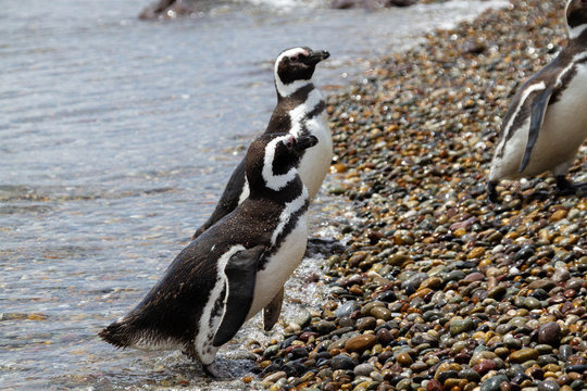 Magellanic penguins in the cost of sea