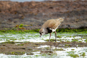 Southern Lapwing eating.