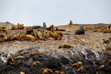 Colony of sea lions in Patagonia