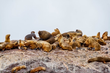 Colony of sea lions in Patagonia