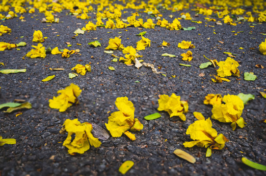 flowers on the road
