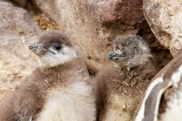 Brothers of penguin in the nest