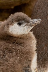 close-up of penguin chick