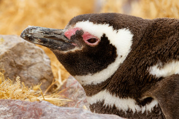 Close-up of adult penguin