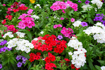 Phlox drummondii is commonly known as Phlox. This flower is a member of Polemoniaceae.