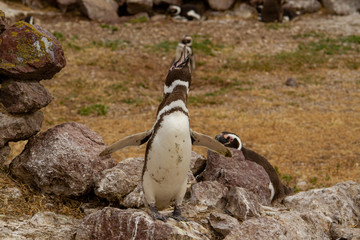 Penguin singing
