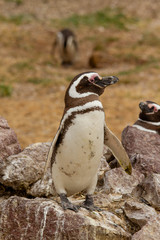 penguin near the nest