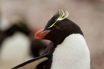 Naklejka premium Close-up of Rockhopper Penguin