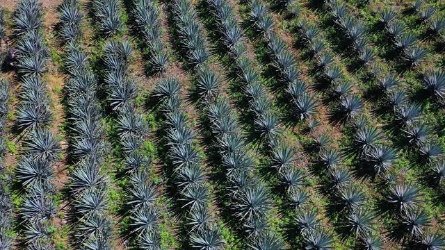 Blue agave, tequila agave, Agave tequilana, Tepic, Riviera Nayarit, Nayarit state, Mexico, Central America, America