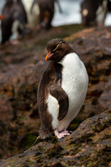 Full body rockhopper penguin returning from the sea.