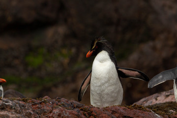 Full body rockhopper penguin returning from the sea.