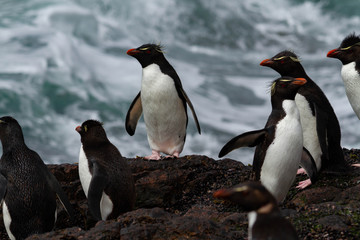 Rockhopper penguin returning from the sea.