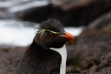 Naklejka premium Close-up of Rockhopper Penguin