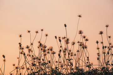 Sunset grass flower field silhouette