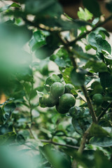 Green lime plant in the garden background