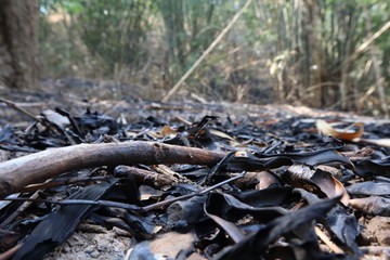 Forest in summer burning damage is broad.