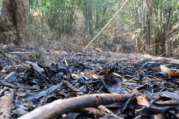 Forest in summer burning damage is broad.