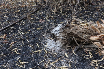 Forest in summer burning damage is broad.