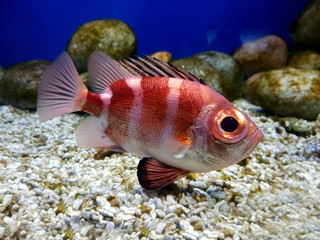 Redbanded Rockfish underwater.