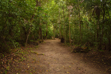 Path in the Jungle. Guatemala, Tikal Park.