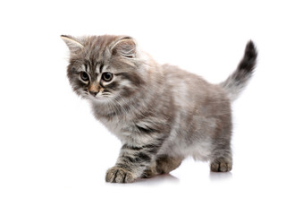 Little kitty sneaks. Isolated on a white background.
