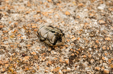 News Bug (Gymnetis Lanius) On Concrete Pavement With Belly Up