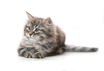 Small gray kitten lying and looking to the side. Isolated on a white background.