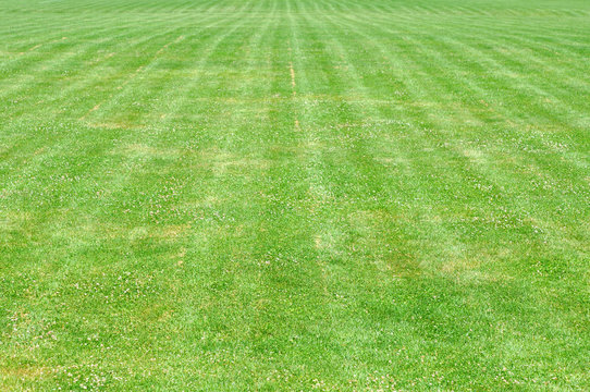 Grassy yard new arrivals