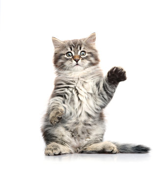 Little gray kitten sitting on its hind legs. Isolated on a white background.