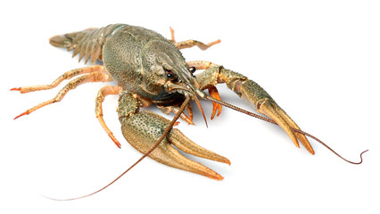 Live crayfish isolated on white background.