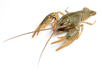 Live crayfish isolated on white background.