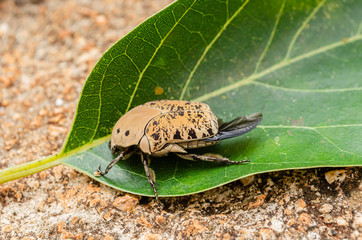 News Bug Preparing To Fly