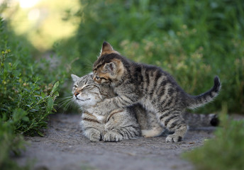 Fototapeta na wymiar Cat with a kitten in nature. 