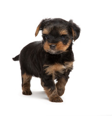 Puppy of Yorkshire Terrier isolated on the white (age 1 month)