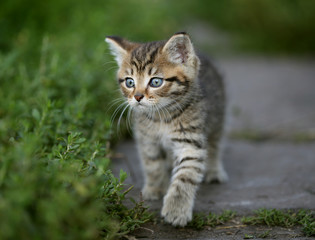 Striped kitten on a grass background.