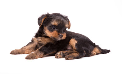 Puppy of Yorkshire Terrier isolated on the white (age 1 month)