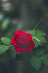 Beautiful roses with blur background