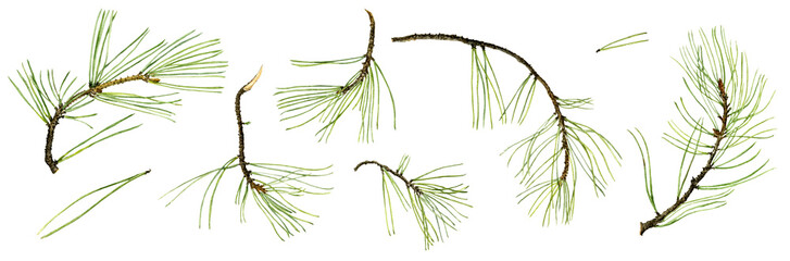 pine branches with green needles