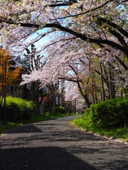 Naklejka premium 桜並木